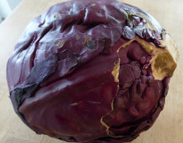 rotkohl_klein_001.jpg